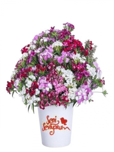 Seni Seviyorum Hüsnüyusuf Çiçekleri