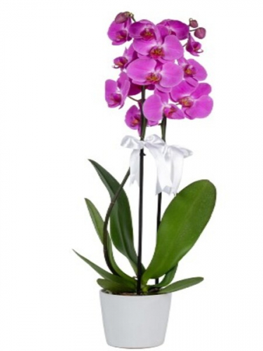 Çiftli Mor Orkide