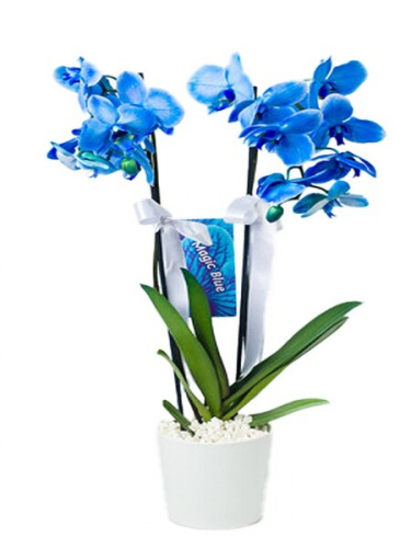 Mavi Orkide