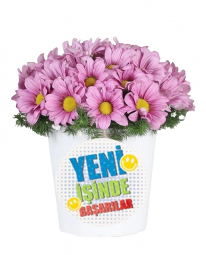 Yeni İş Çiçeği Pembe Papatyalar