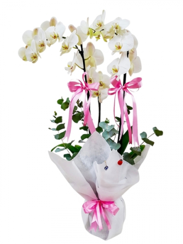 3`lü Beyaz Orkide
