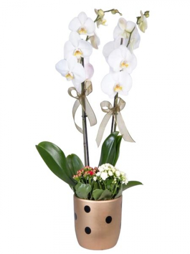 Beyaz Orkide ve Kalancheolar