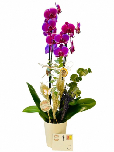 Çiftli Mor Orkide