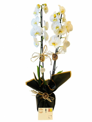 Çiftli Beyaz Orkide