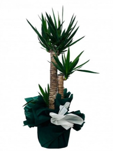 3`lü Yucca Saksı Çiçeği
