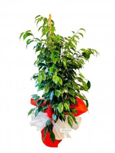 Büyük Boy Benjamin Saksı Çiçeği