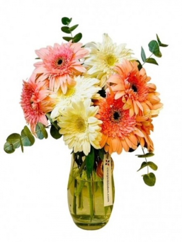 Vazoda Pembe Beyaz Gerberalar
