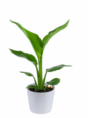 Seramik Saksıda Starliçe 