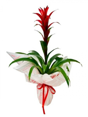 Özel Süslemeli Guzmanya Bitkisi