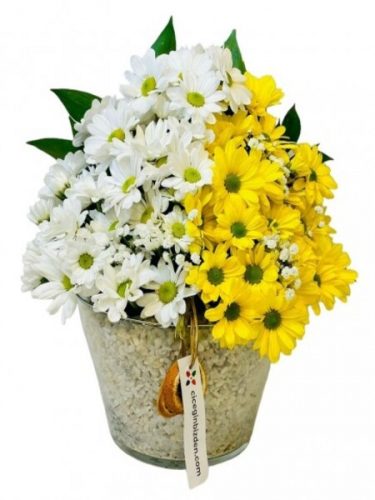 Konikte Sarı ve Beyaz Papatyalar