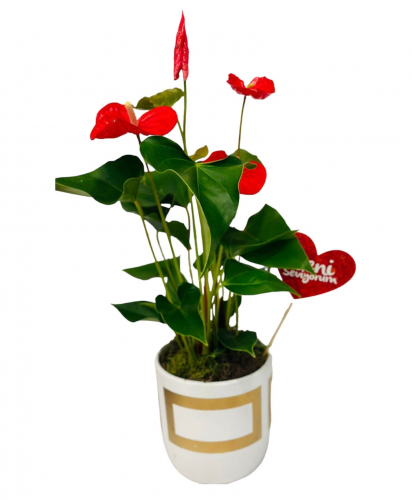 Gold Saksıda Antoryum