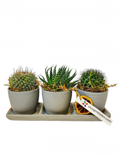 3`lü Sette Succulent ve Kaktüsler