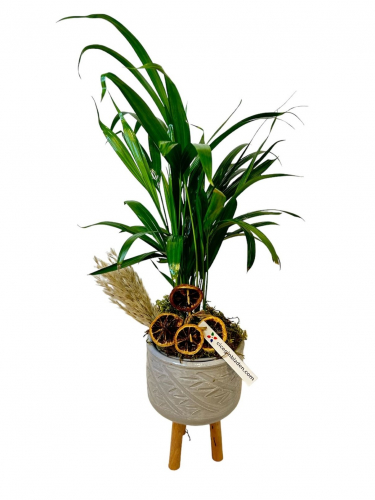 Ayaklı Saksıda Areca Palmiyesi