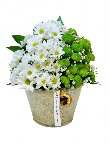 Konikte Beyaz Papatyalar ve Yeşil Biçmeler