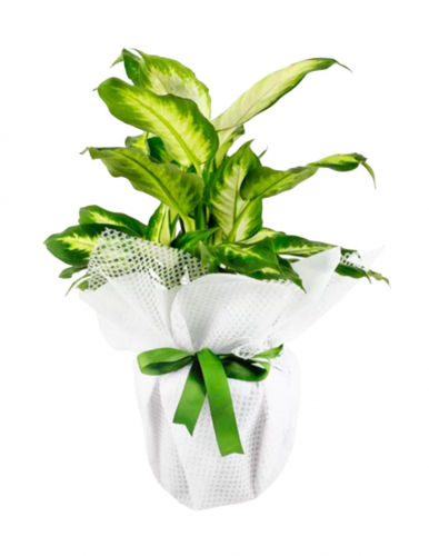 Difenbahya Camilla Saksı Çiçeği