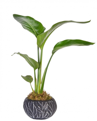 Dekor Saksıda Starliçe Çiçeği