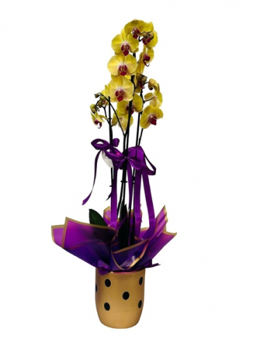 3 Dal Sarı Orkide