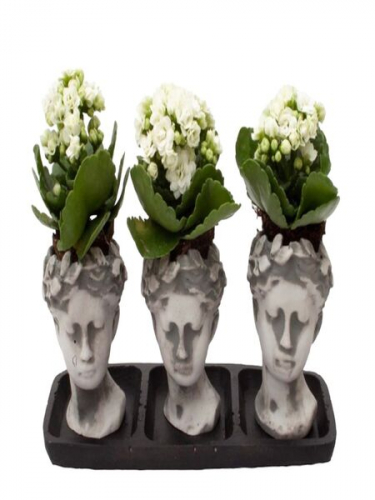 3`lü Helen Sette Kalanchoelar