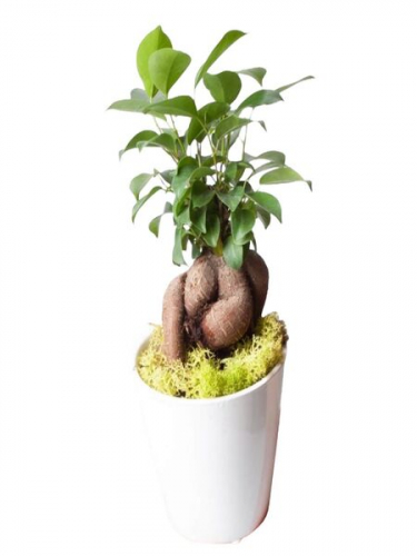 Seramik Saksıda Bonsai