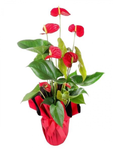 Boylu Antoryum Saksı Çiçeği 