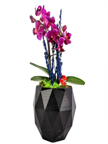 Siyah Saksıda Mini Orkide