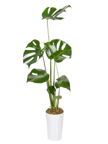 Seramikte Monstera