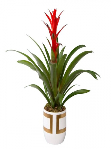 Gold Kareli Vazoda Guzmania