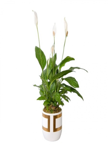 Gold Kareli Vazoda Spatifilyum