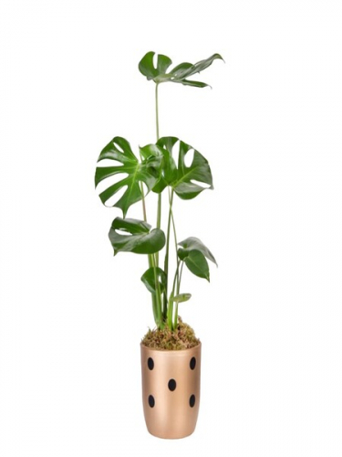 Puantiyeli Vazoda Monstera