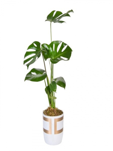 Gold Kareli Vazoda Monstera