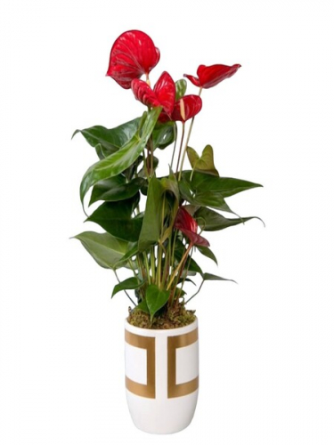 Dekor Saksıda Antoryum Çiçeği