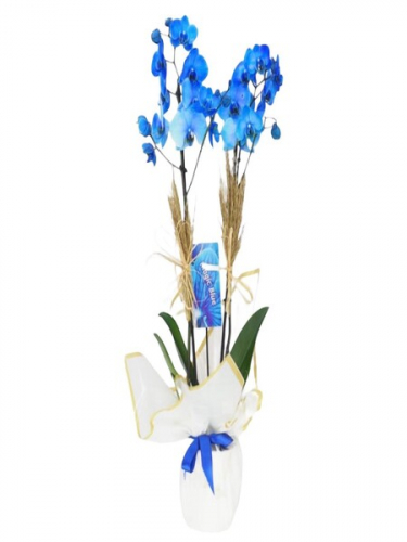 Çift Dal Mavi Orkidem