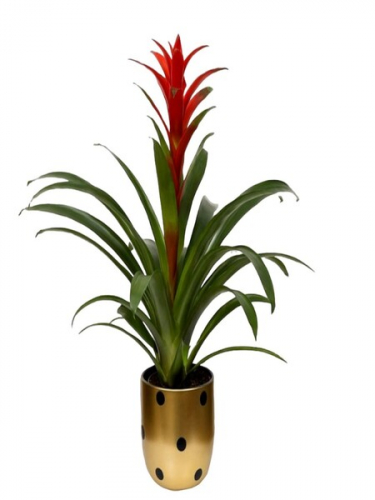 Puantiyeli Vazoda Guzmania Bitkisi