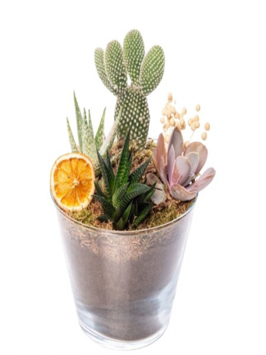Camda Kaktüs ve Succulent Teraryum