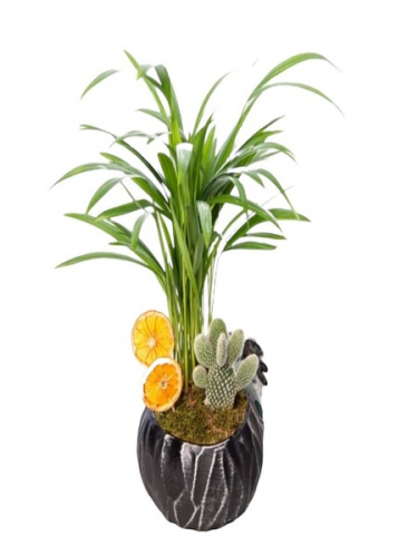 Dekor Saksıda Areca Palmiyesi ve Kaktüs