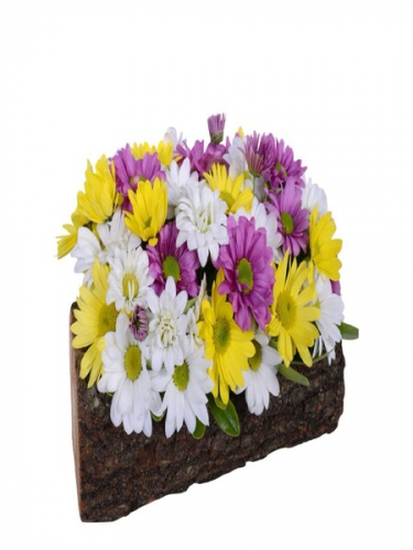 Kütükte Rengarenk Papatyalar