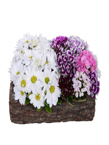 Kütükte Papatya ve Hüsnüyusuf Çiçekleri