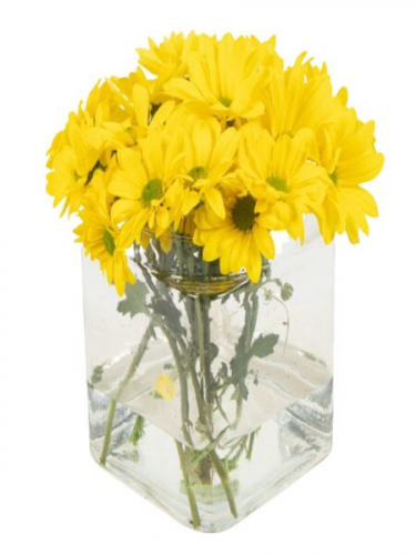 Kare Camda Sarı Papatyalar