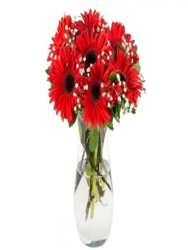 Vazoda Kırmızı Gerberalar