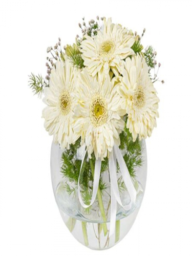 Fanusta Beyaz Gerberalar 