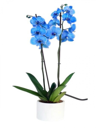 Seramikte Çiftli Mavi Orkide