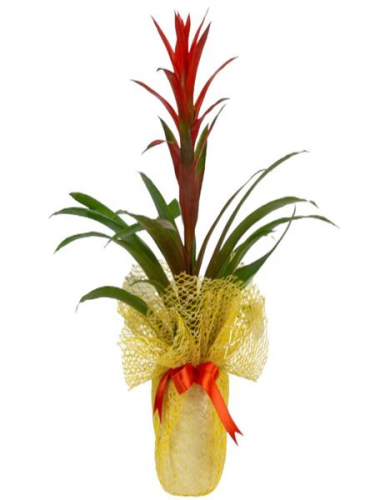 Guzmanya Saksı Çiçeği