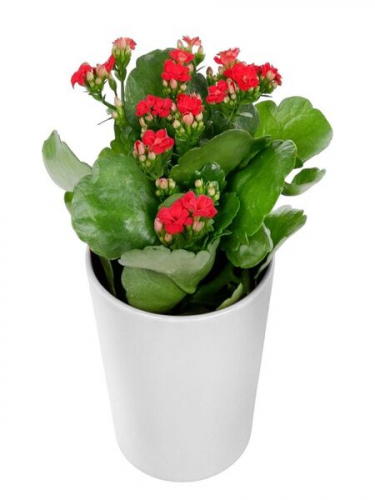 Seramikte Kırmızı Kalanchoe