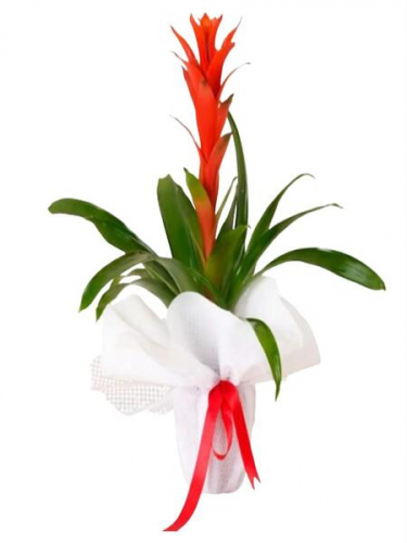 Beyaz Süslemeli Guzmania