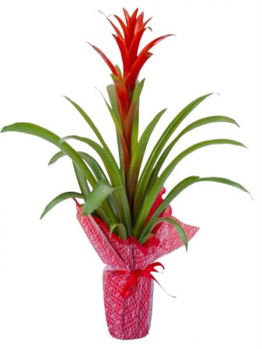 Saksıda Guzmania