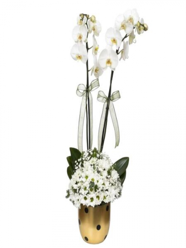 Puantiyeli Saksıda Orkide ve Papatya Aranjman