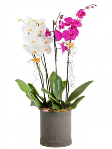 Kutuda Mor Beyaz Orkideler