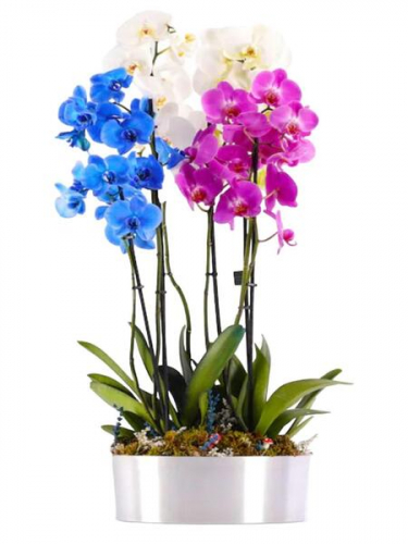 Renkli Orkideler