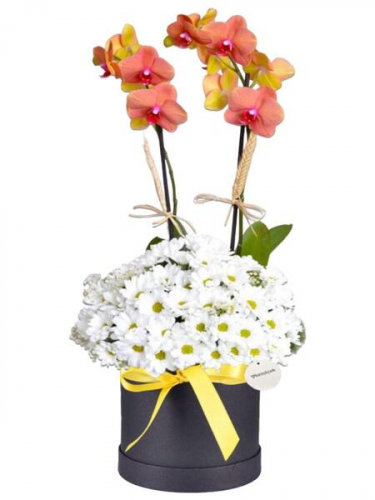 Ateş Rengi Orkide Papatya Aranjman
