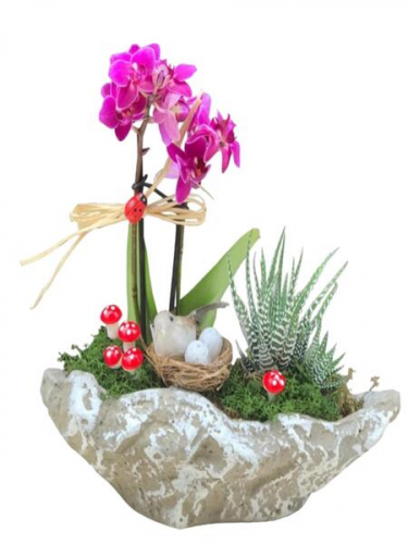 Kayık Saksıda Mini Orkide 